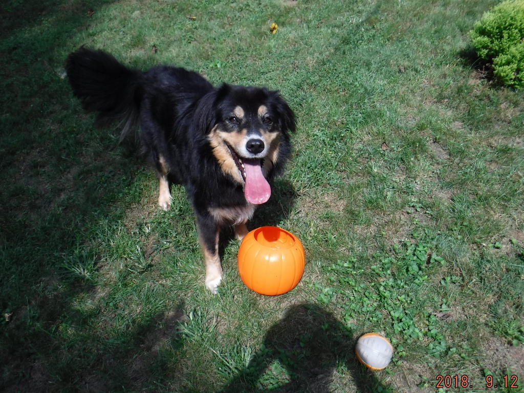 Rocky & his pumpkin - September 2018